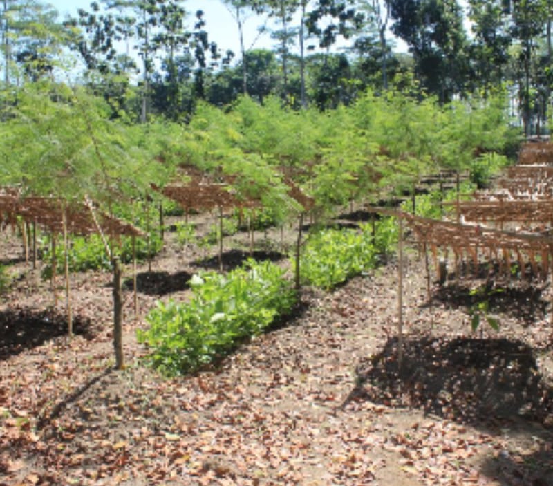 Mandor Pembibitan